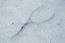 Ветка, упавшая в снег