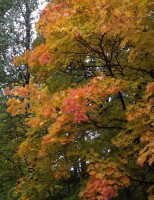 Осенняя красота